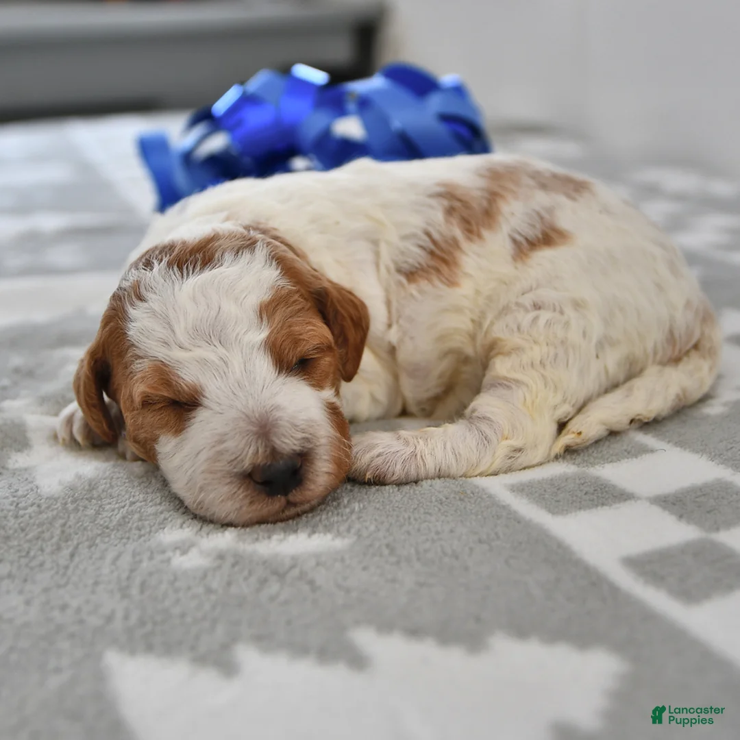 Mini Goldendoodle dogs for sale: Cooper - Ad 18