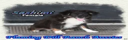 Toy Australian Shepherd dogs for sale: Sashimi - Ad 3