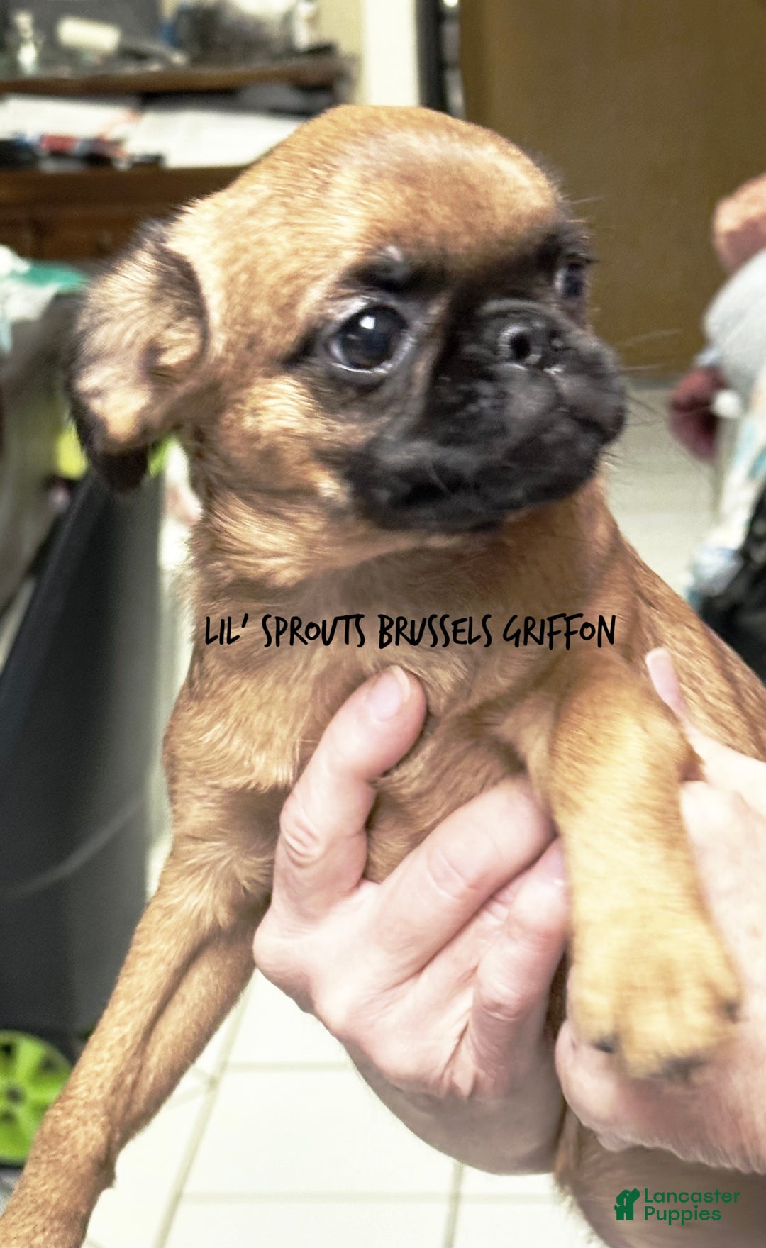 Brussels Griffon dogs for sale: Taffy - Ad 2