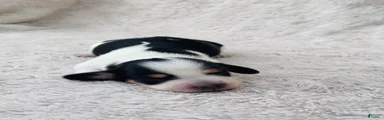 AKC Longhair Black PIEBALD Mini Dachshund GIRL
