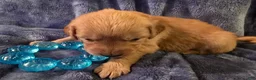 Golden Retriever dogs for sale: Pink Girl - Ad 3