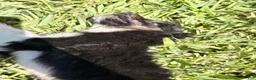 Mixed Breed dogs for sale: Trip - Ad 13