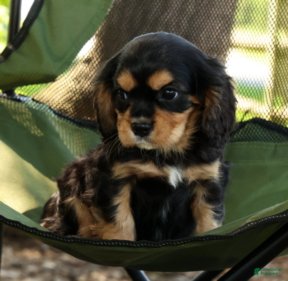 Cavalier King Charles Spaniel dogs for sale: Carson - Ad 5