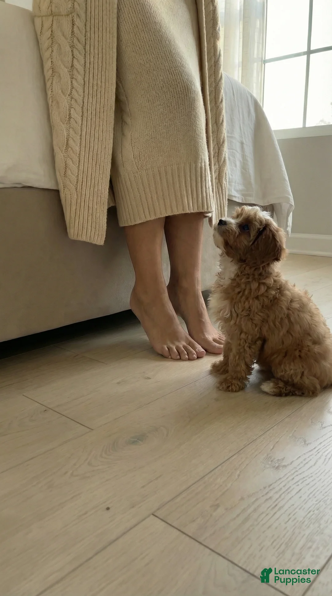 Cavapoo dogs for sale: LUNA - Ad 4