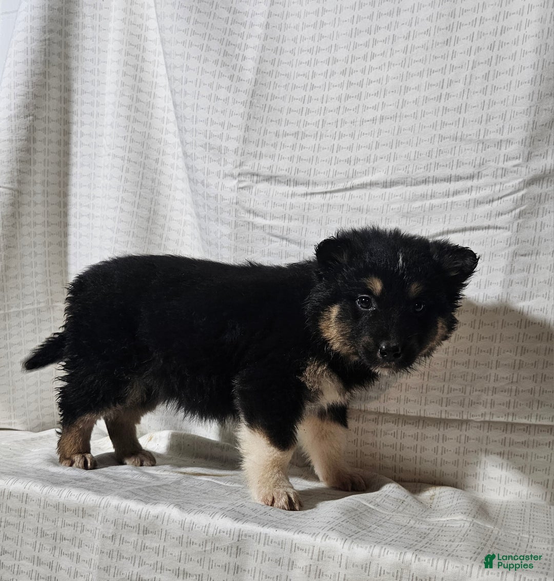 Mixed Breed dogs for sale: Charlie  - Ad 8