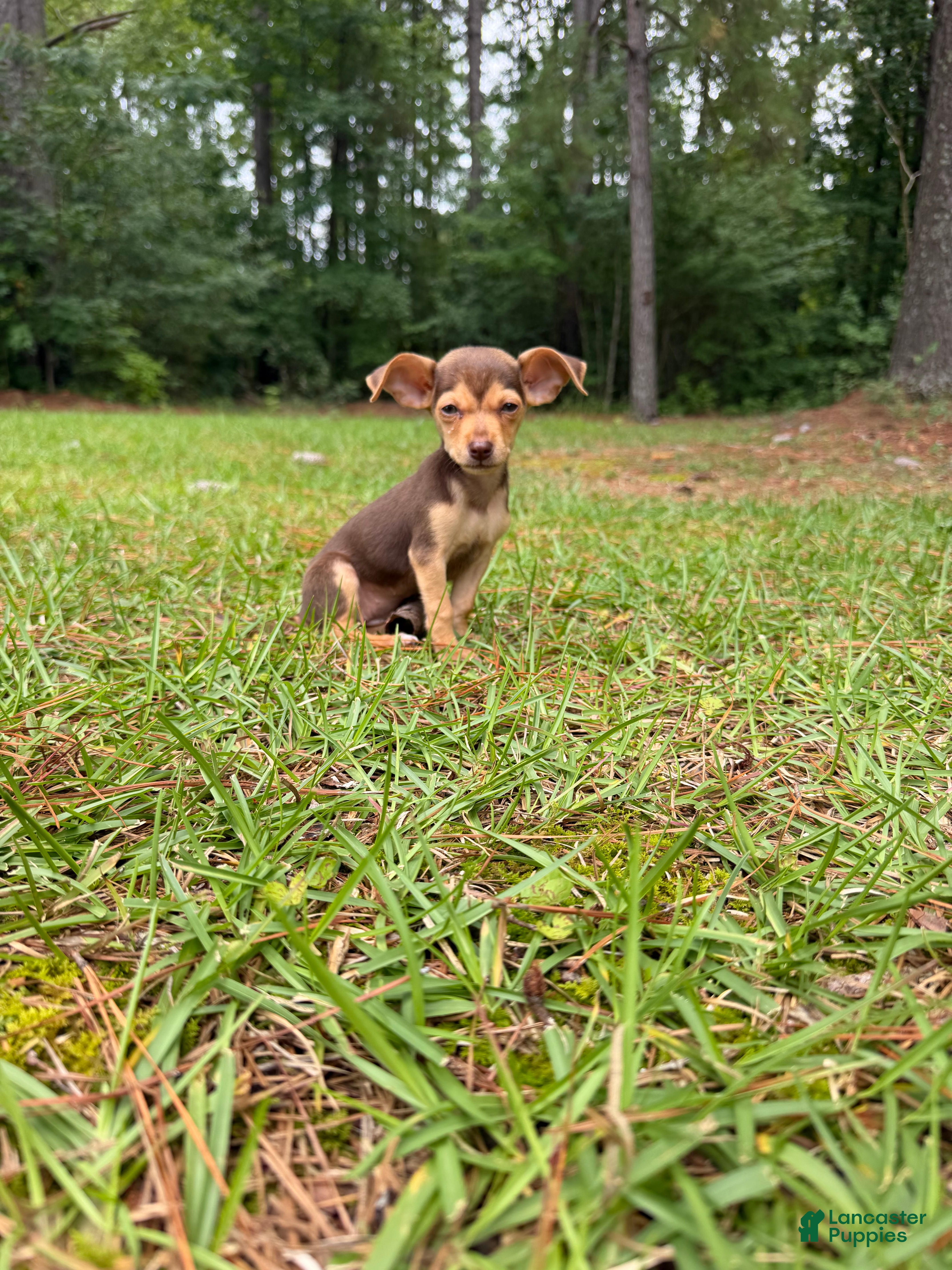 Chihuahua dogs Sophie  - Ad 32