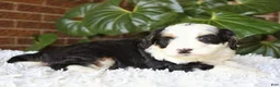 Mini Bernedoodle dogs for sale: Coco - Ad 2