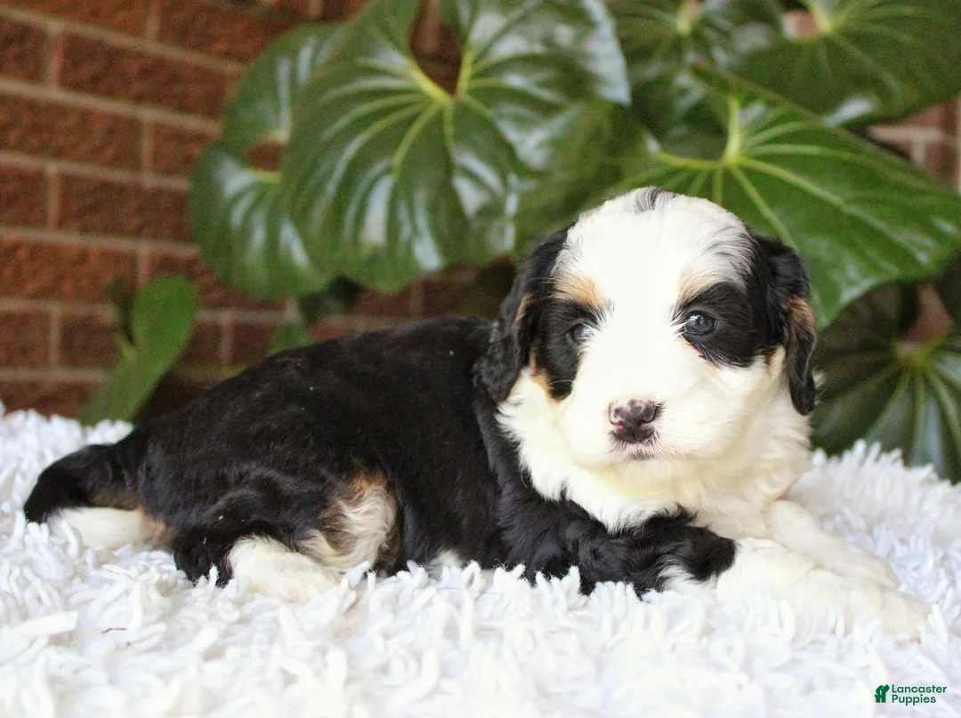 Mini Bernedoodle dogs for sale: Coco - Ad 2