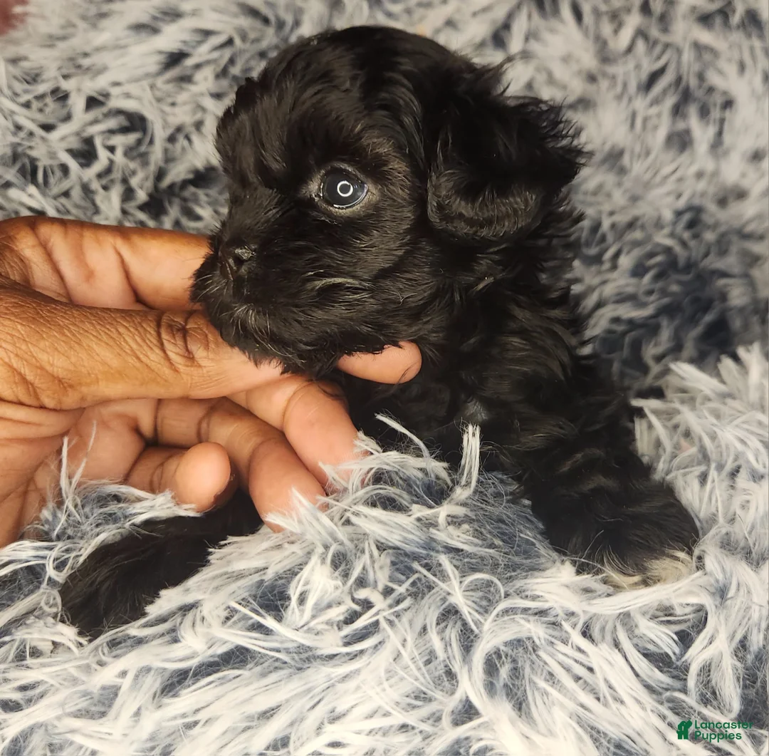 Shihpoo dogs for sale: Shihpoo 3 - Ad 2