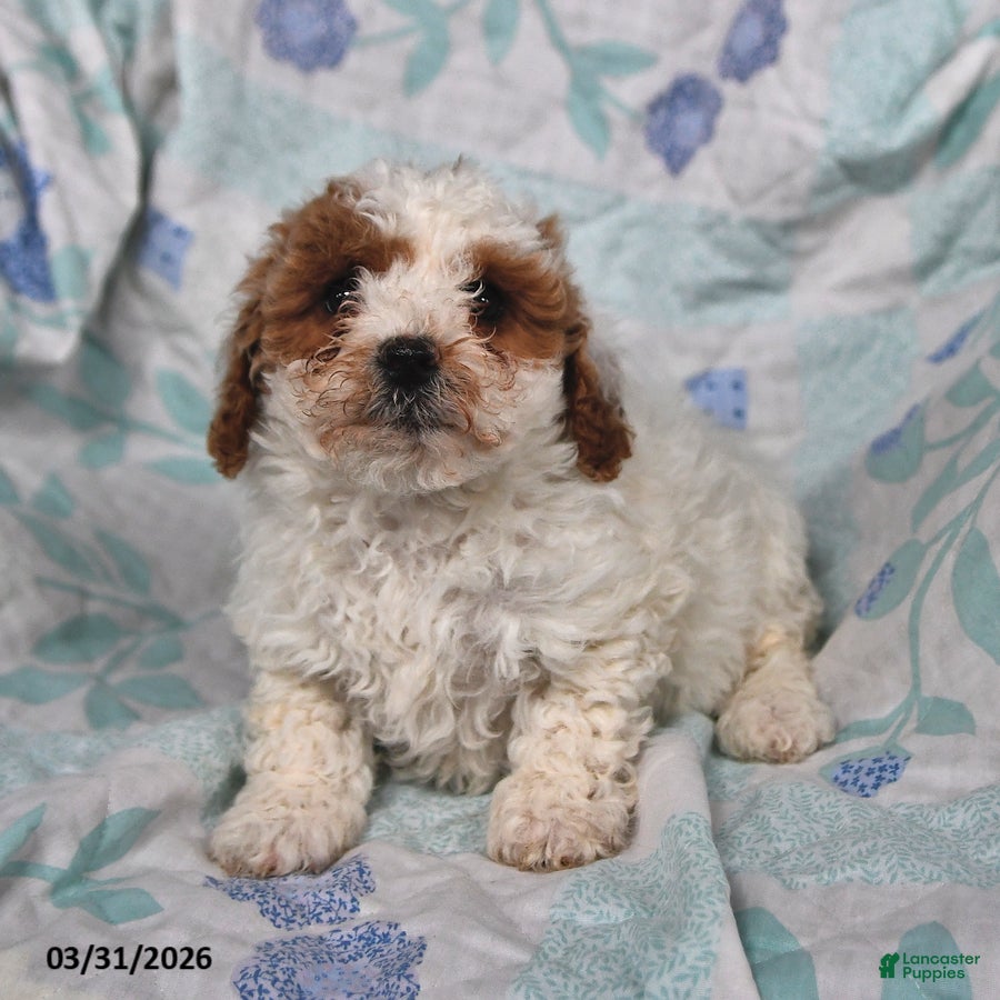 Cavapoo dogs Petey - Ad 2