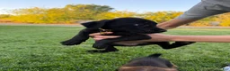 Mixed Breed dogs for sale: Doberdoodle 6 - Ad 6