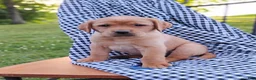 Labrador Retriever dogs for sale: Thunder - Ad 2