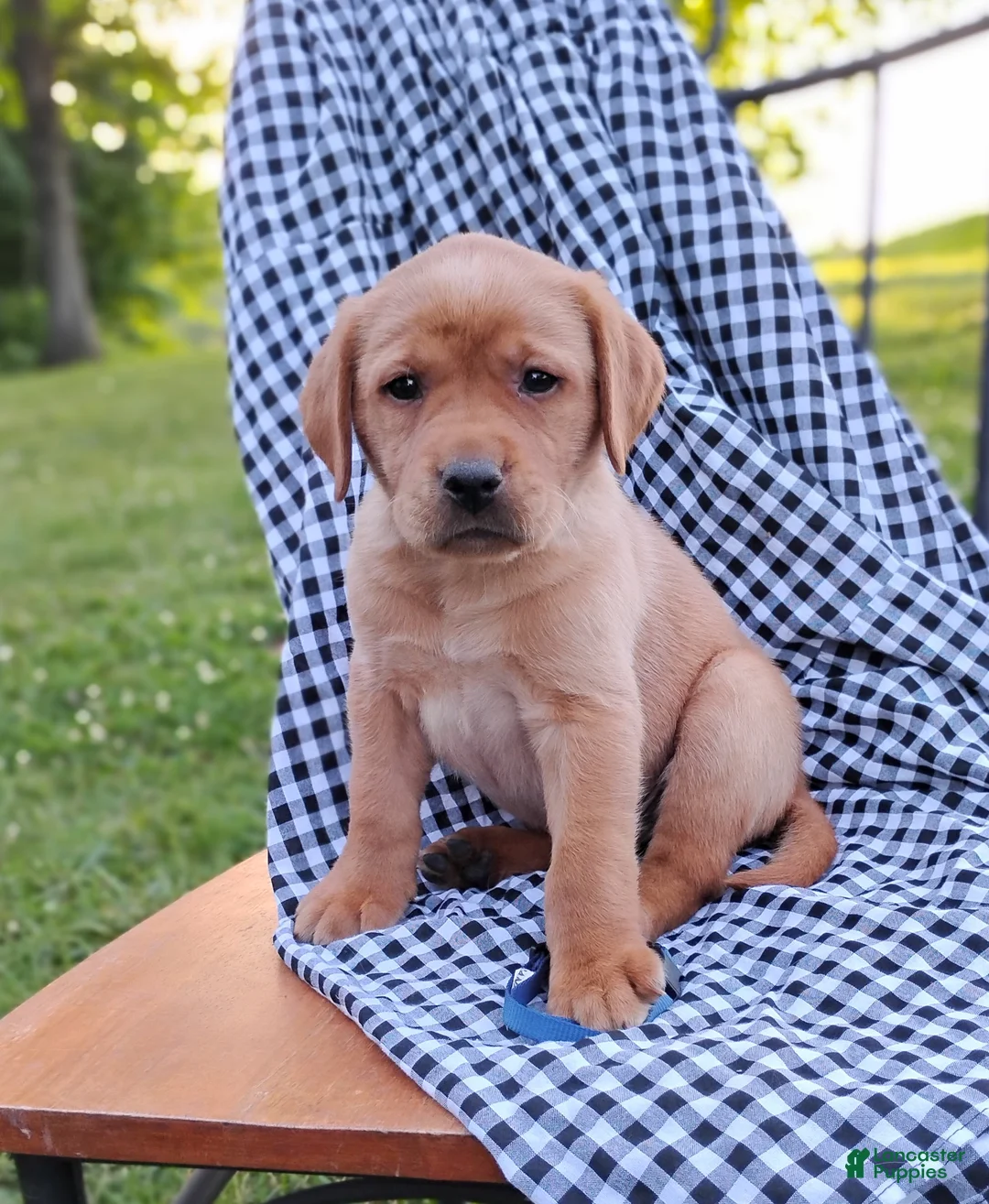 Labrador Retriever dogs for sale: Thunder - Ad 2