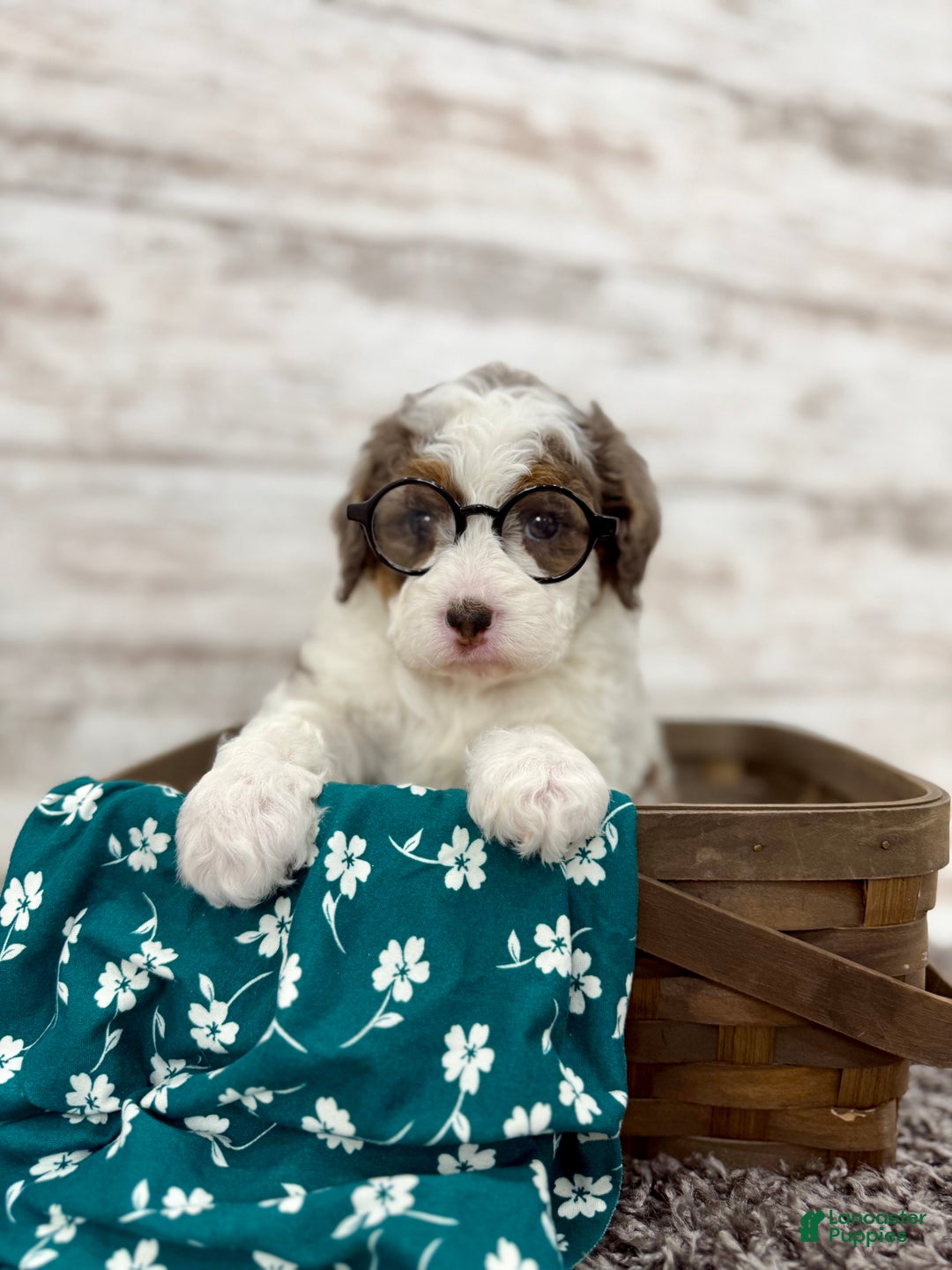 Mini Bernedoodle dogs for sale: Daisy - Ad 7