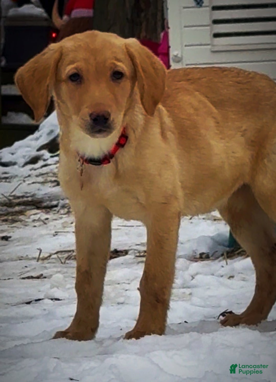 Labrador Retriever dogs for sale: Labrador Retriever Puppy 1 - Ad 4