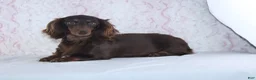 Miniature Dachshund dogs for sale: Evan - Ad 5