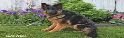 German Shepherd dogs for sale: Sasha - Ad 7