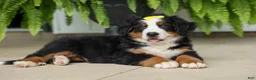 Bernese Mountain Dog dogs for sale: SAMSON - Ad 10