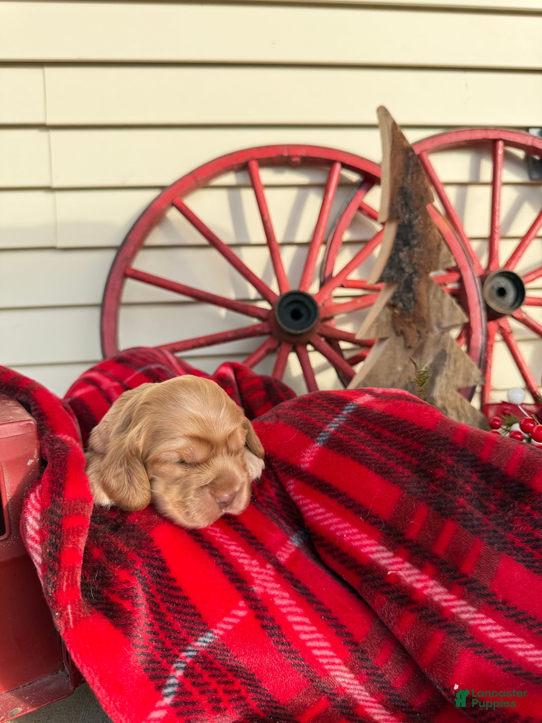 Cocker Spaniel dogs for sale: Arlo - Ad 1