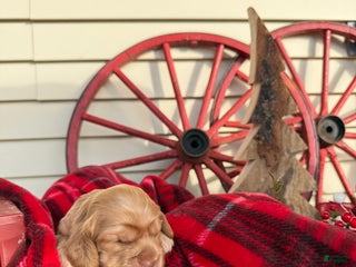 Cocker Spaniel dogs Arlo - Ad 13