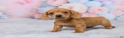 Miniature Dachshund dogs for sale: Jace - Ad 5