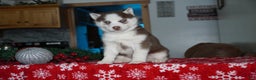 Siberian Husky dogs for sale: Cash - Ad 3