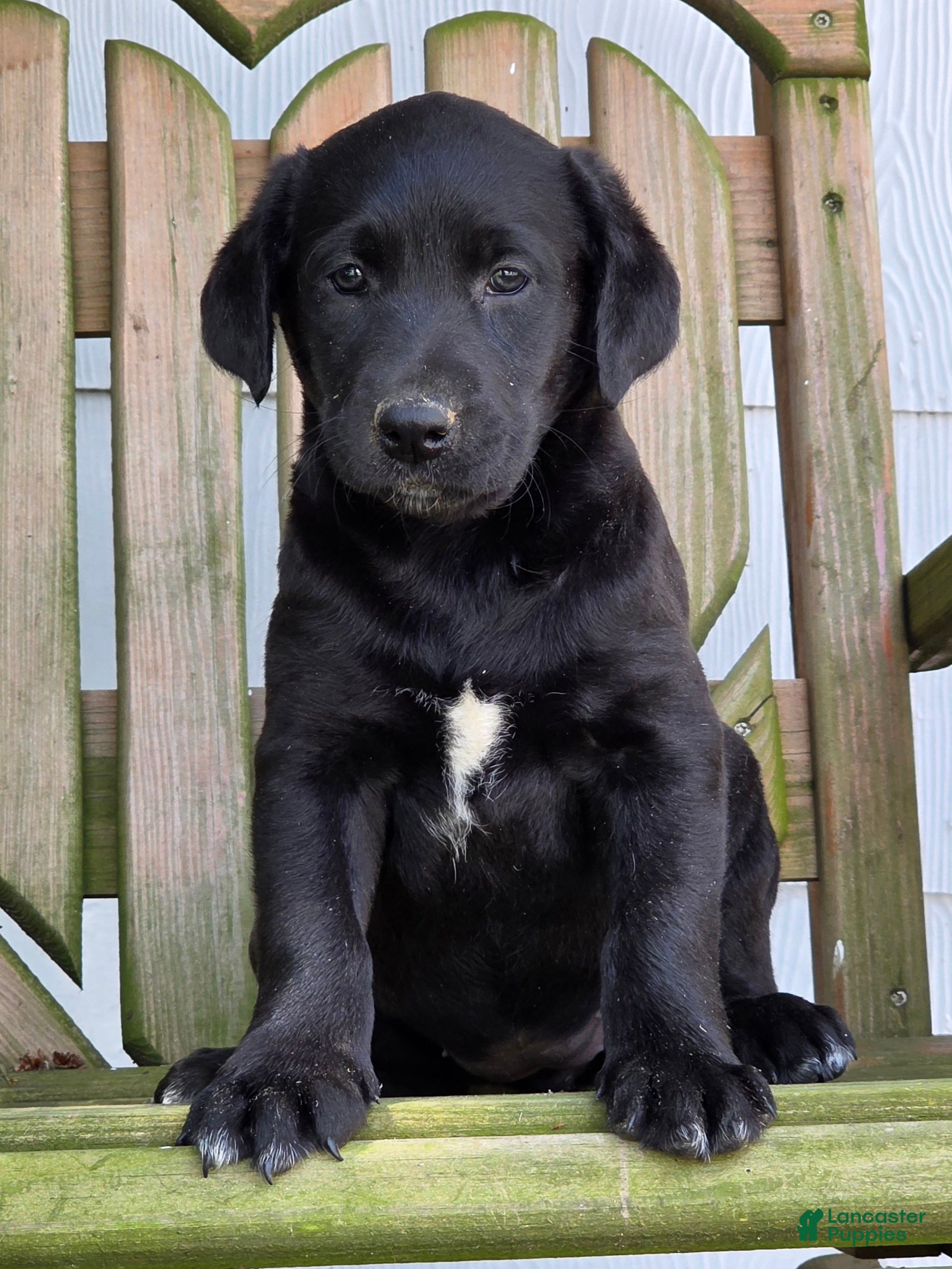 Labradoodle dogs Raven - Ad 1