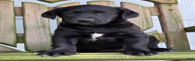 Raven