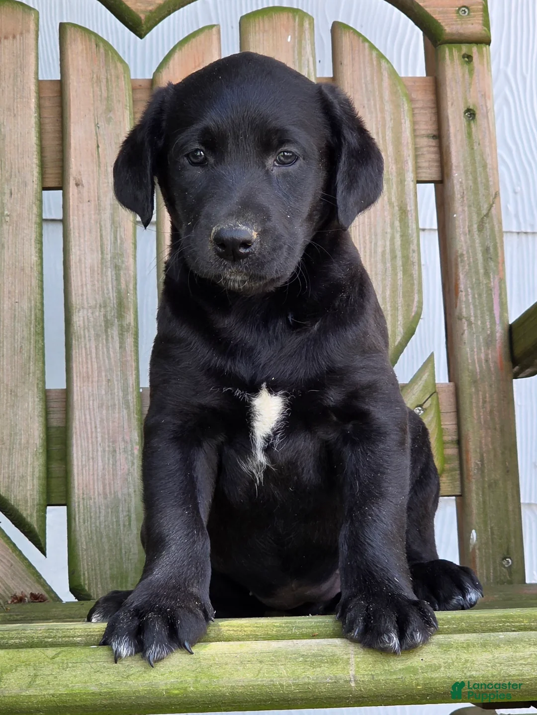 Labradoodle dogs for sale: Raven - Ad 1
