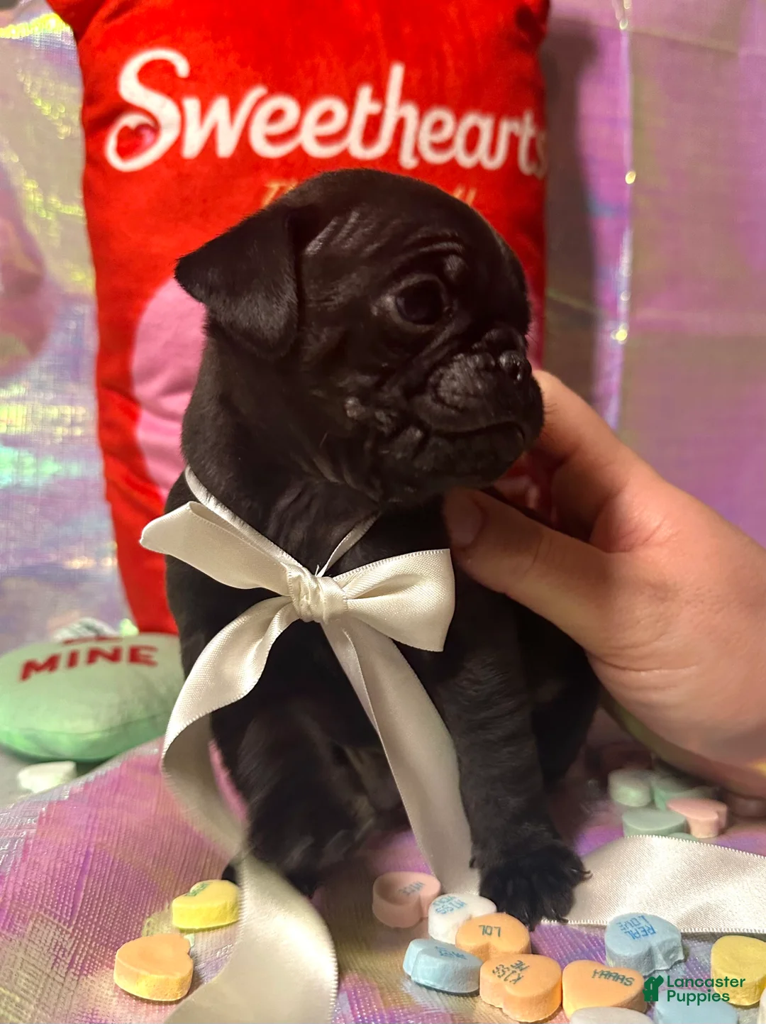 Pug dogs for sale: Chip - Ad 3