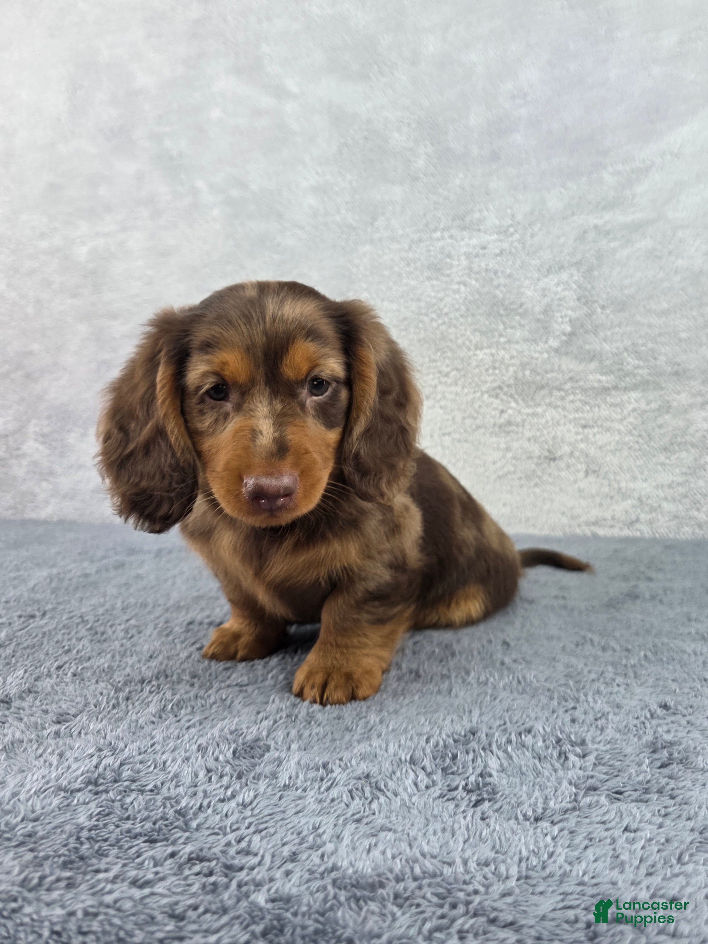 Miniature Dachshund dogs Dash - Ad 1