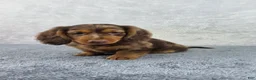 Miniature Dachshund dogs for sale: Dash - Ad 1