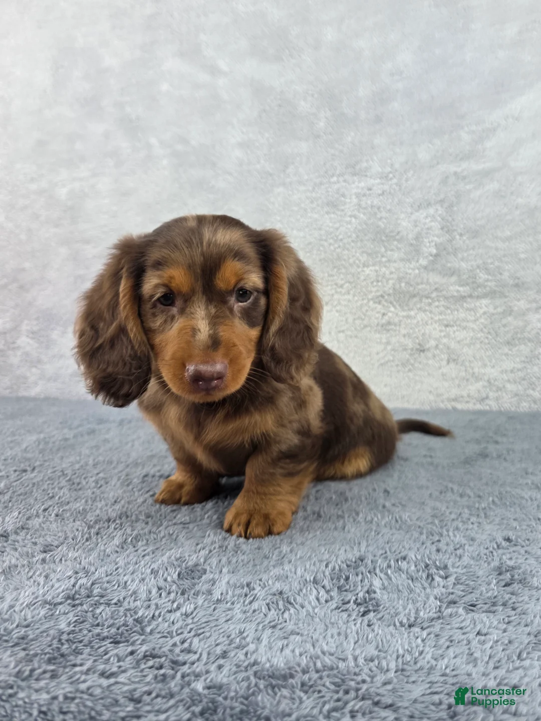 Miniature Dachshund dogs for sale: Dash - Ad 1