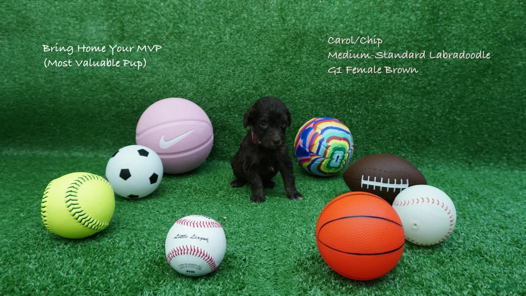 Australian Labradoodle dogs for sale: CCG1 - Ad 1