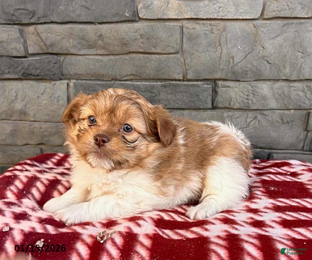 Mixed Breed dogs for sale: Gus - Ad 2