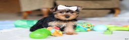 Yorkshire Terrier dogs for sale: Dolly - Ad 5