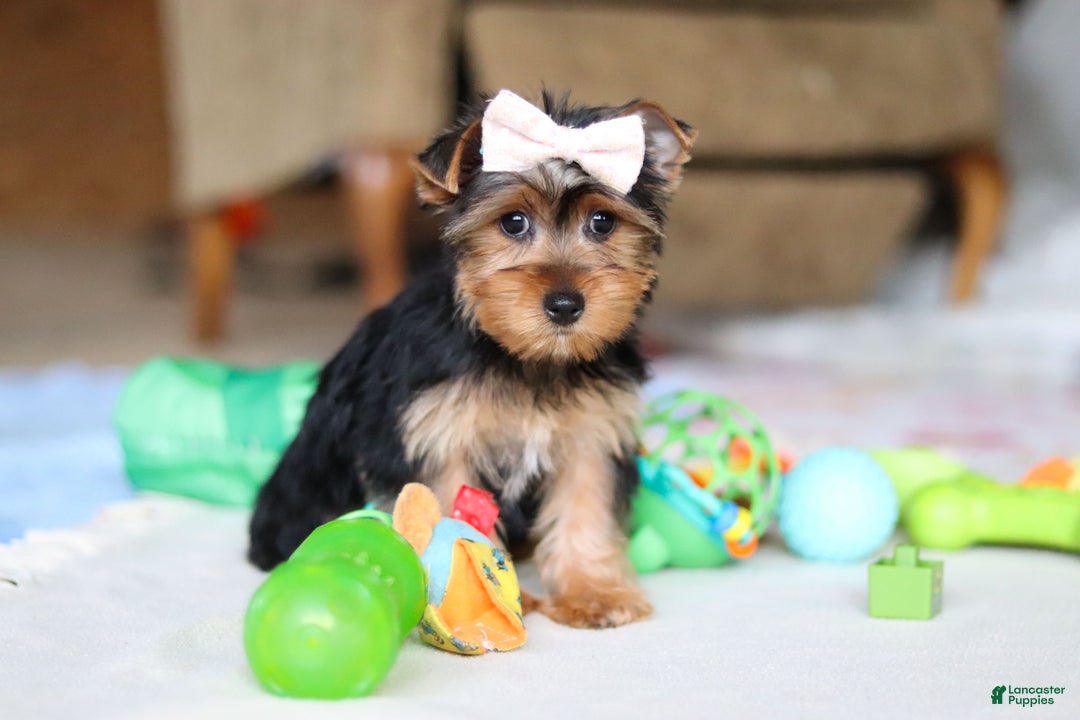 Yorkshire Terrier dogs for sale: Dolly - Ad 5