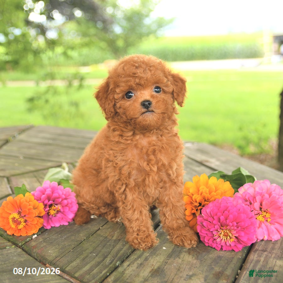 Toy Poodle dogs Lilac - Ad 1