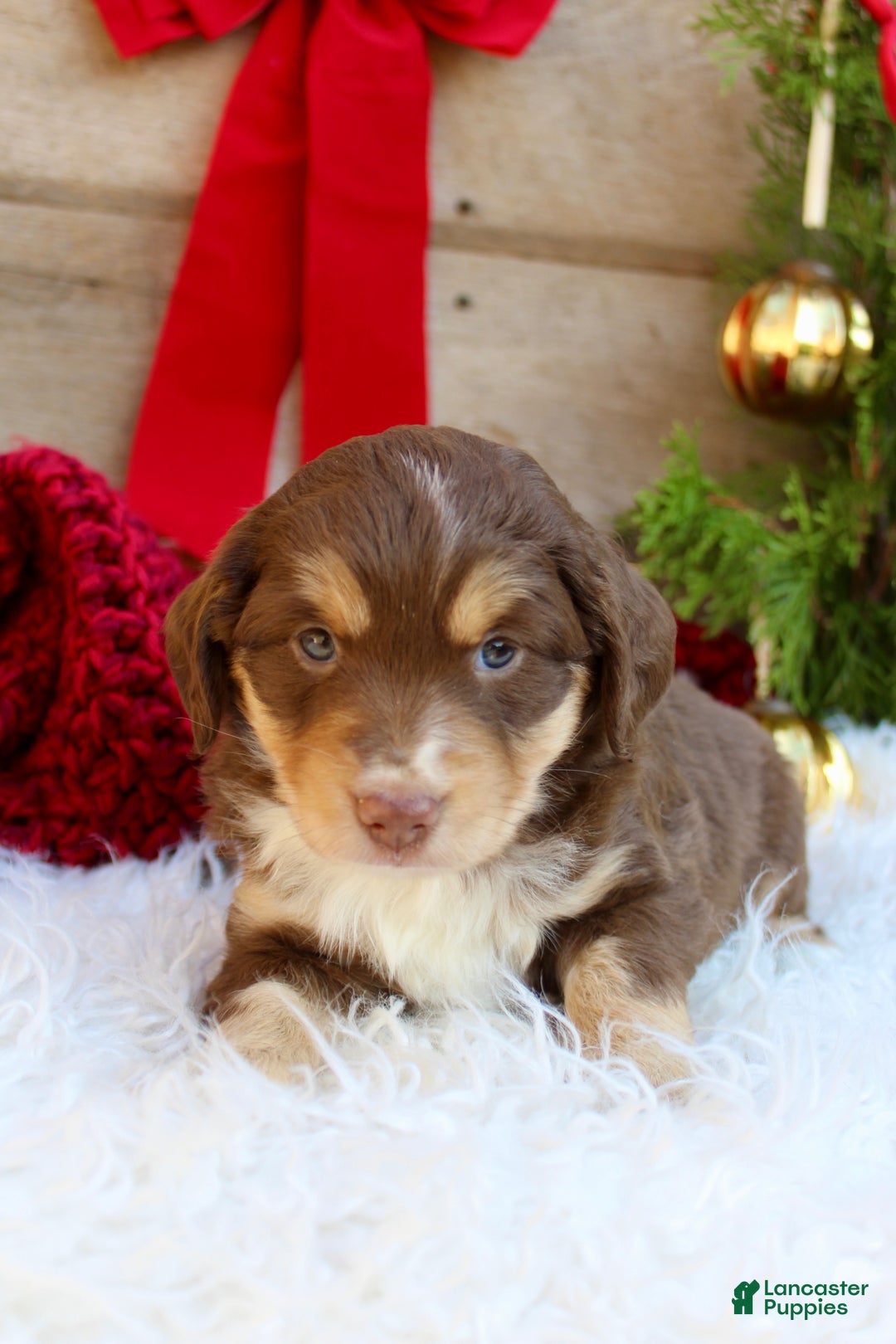 Miniature Australian Shepherd dogs for sale: Miniature Australian Shepherd Puppy 2 - Ad 1