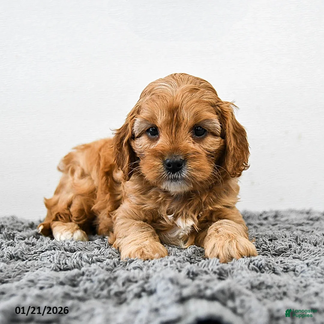 Cavapoo dogs for sale: Maple   - Ad 5