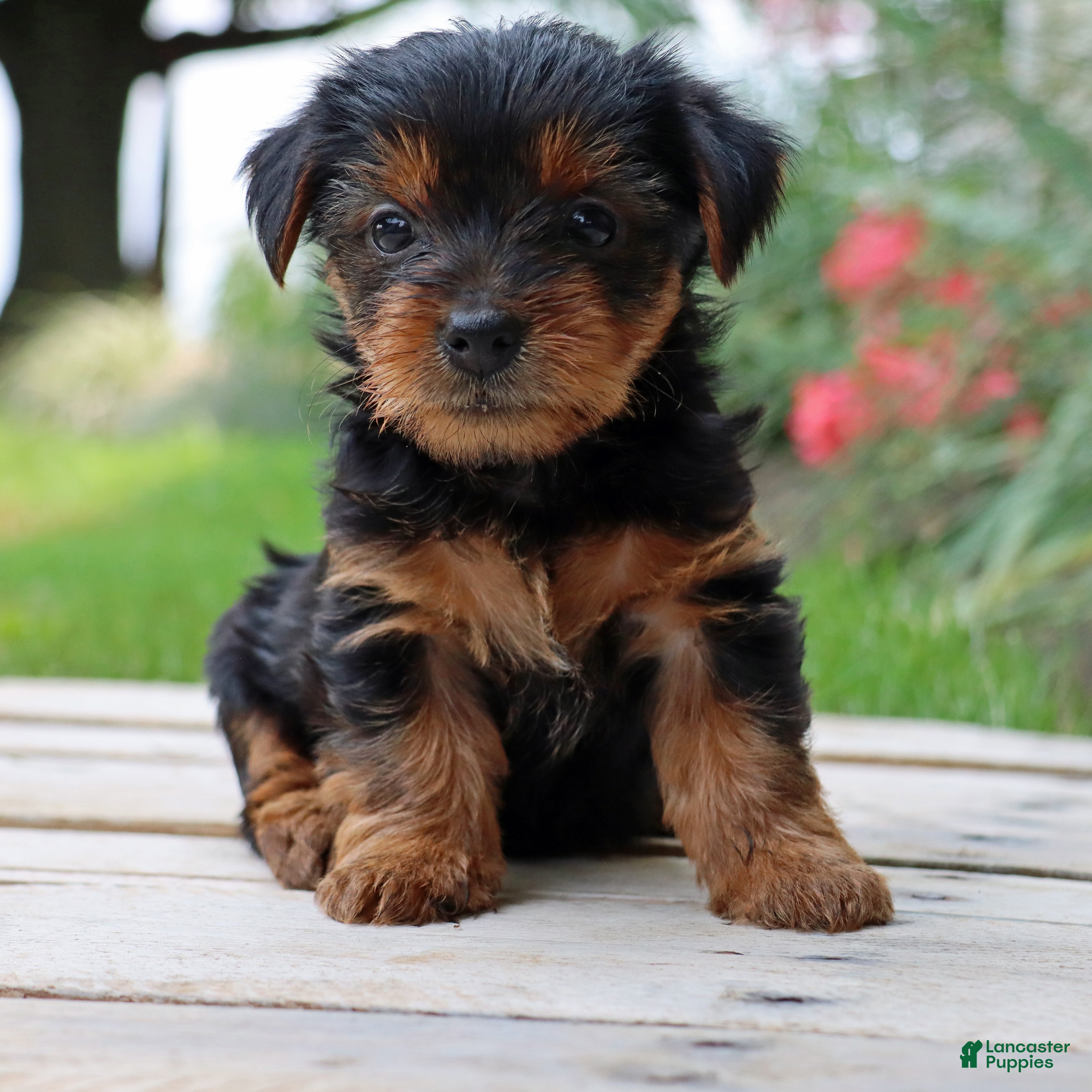 Yorkshire Terrier dogs Mocha  - Ad 2