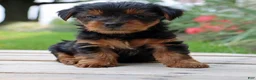 Yorkshire Terrier dogs for sale: Mocha  - Ad 2