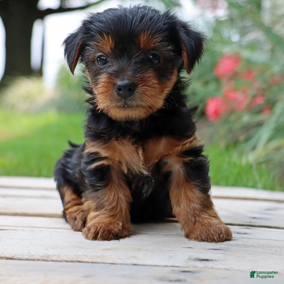 Yorkshire Terrier dogs for sale: Mocha  - Ad 2