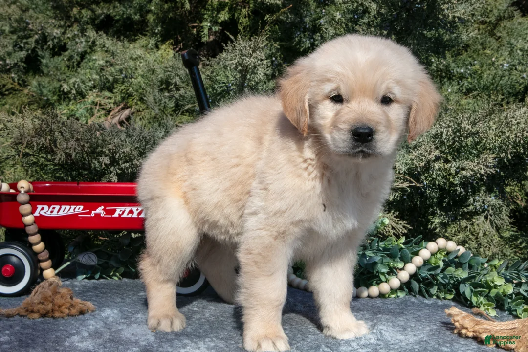 Golden Retriever dogs for sale: Madeline - Ad 3