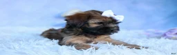 Shorkie dogs for sale: SALLY - Ad 4