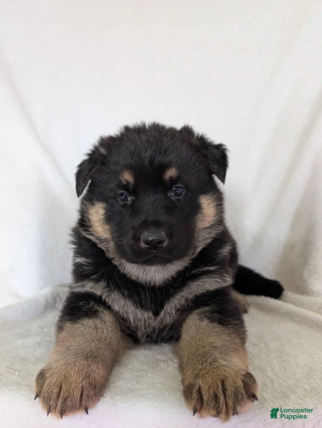 German Shepherd dogs for sale: Missy - Ad 2