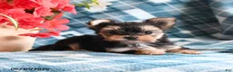Morkie dogs for sale: Ollie - Ad 4