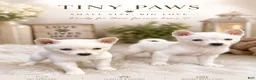 Alaskan Klee Kai dogs for sale: Alaskan Klee Kai 1 - Ad 1