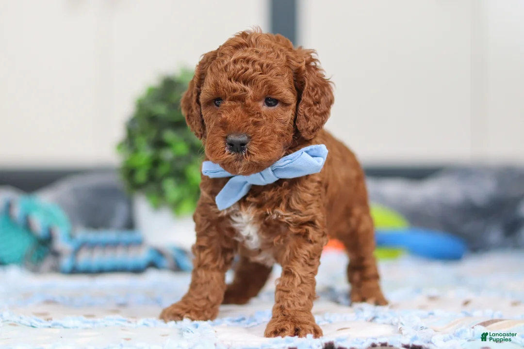 Mini Goldendoodle dogs for sale: Nash - Ad 3