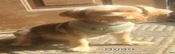Yorkshire Terrier dogs for sale: Yorkshire Terrier Puppy 1-Mr Green - Ad 3